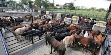 Cattle held at Kenya Meat Commission factory in Athi River